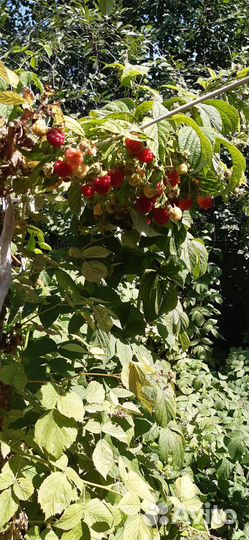 Малина саженцы