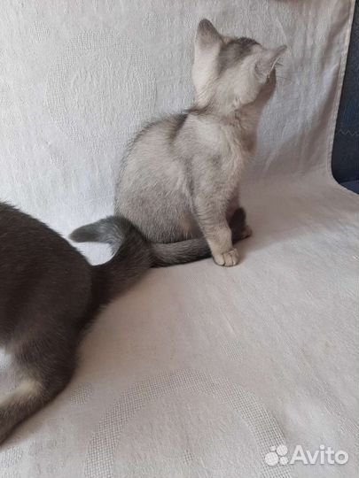 Шотландские вислоухие котята