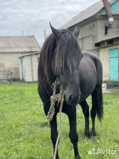 Карачаевский жеребец
