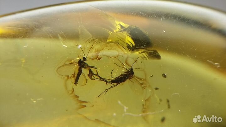 Натуральный янтарь с инклюзами паук,комары,мошки