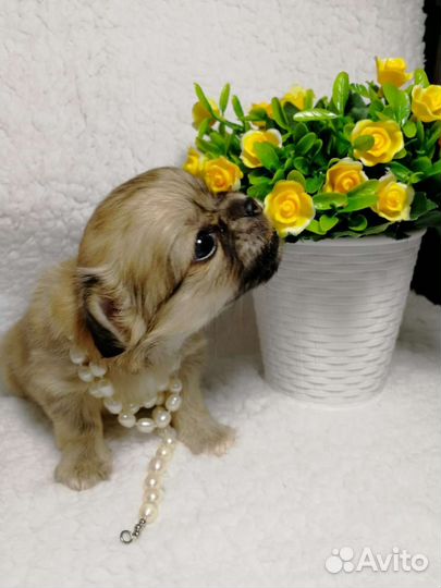 Щенки чихуахуа