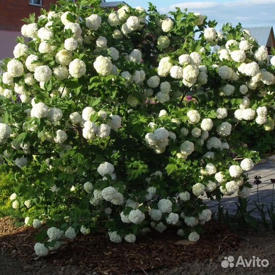 Калина Бульденеж