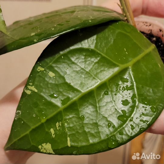 Хойя vеrtiсillаtа sр. lаmрung