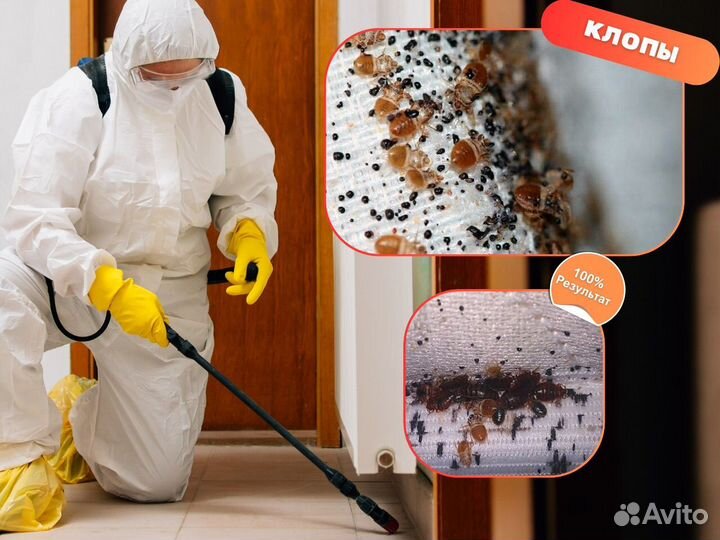 Уничтожение тараканов клопов блох клещей