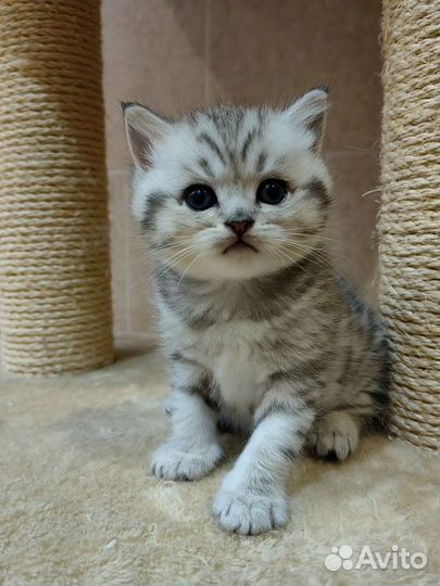 Шотландские котята с родословной