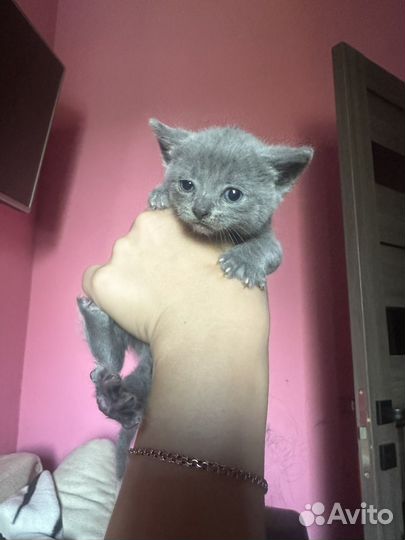 Британская