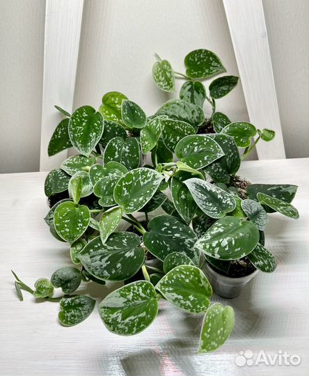 Сциндапсус Сильвер Энн