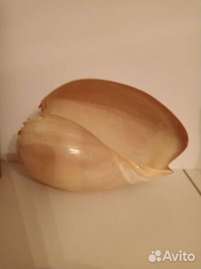 Ракушка морская