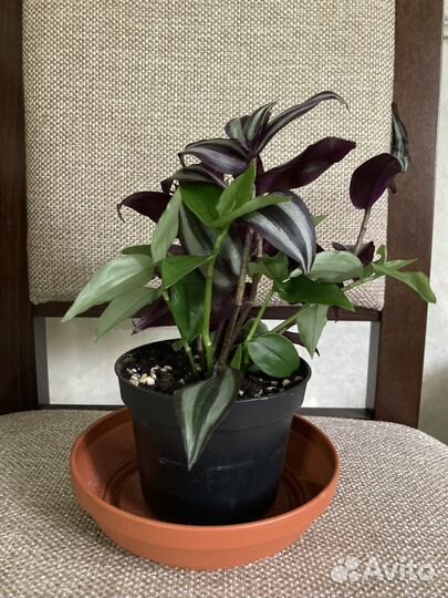 Традесканция