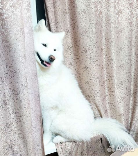 Шерсть (пух) белоснежного самоеда