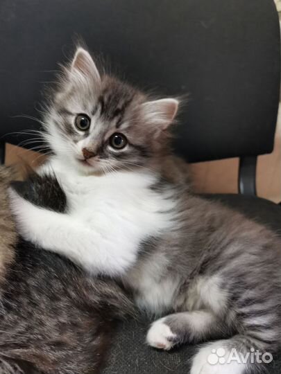 Котенок девочка