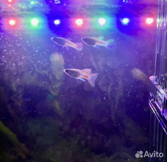 Аквариумные рыбки гуппи
