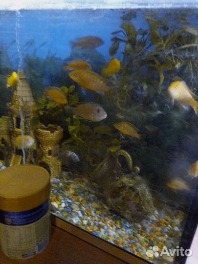 Аквариум