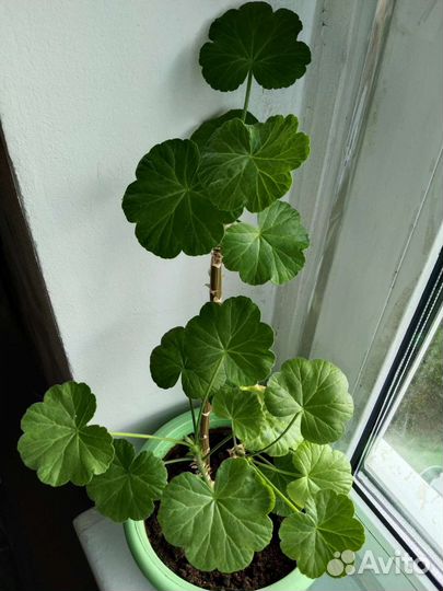 Пеларгония