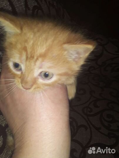 Кошка в дар бесплатно