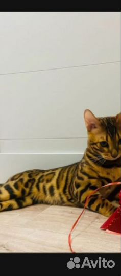 Бенгальская