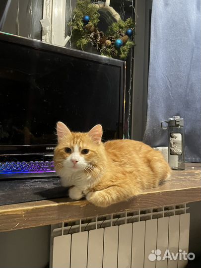 Кот 8 месяцев