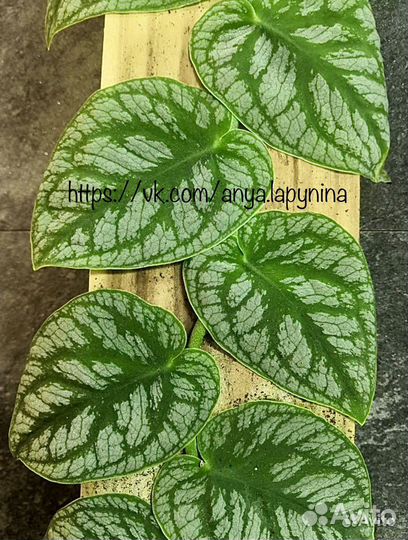 Монстера Дубия Dubia