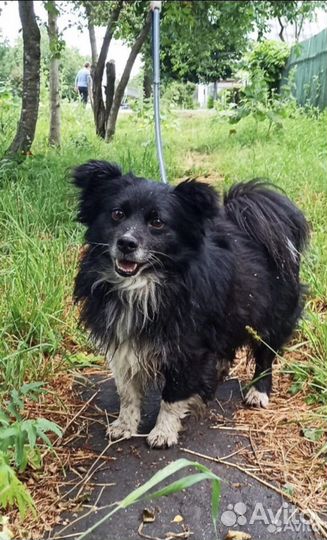 Собака в добрые руки