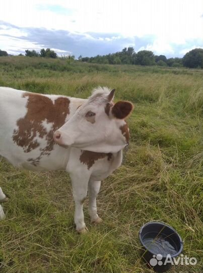 Телка стельная