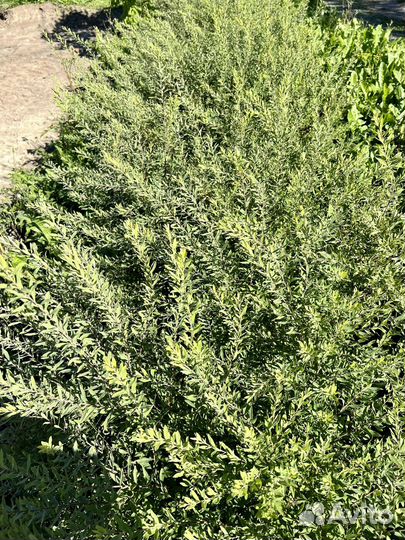 Спирея серая грефшейм