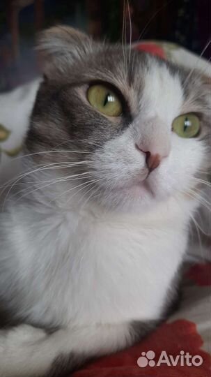 Коты для вязки