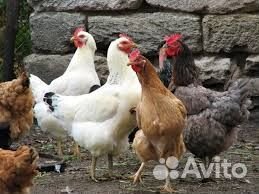 Куры молодки