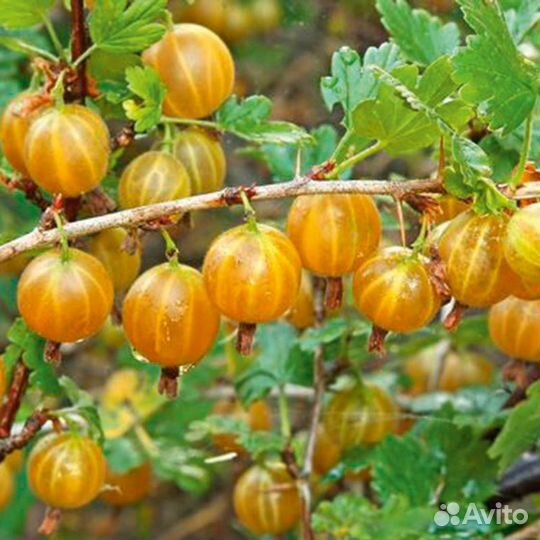 Крыжовник желтый