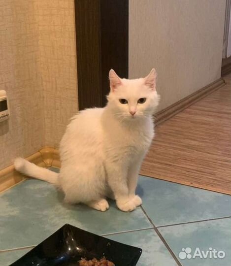 Кошка a в добрые руки