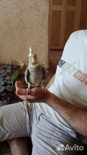 Попугай корелла с клеткой