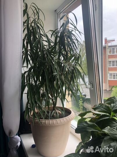 Фикус иволистный Али