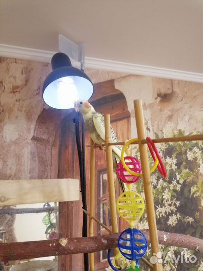 Попугай корелла птенец