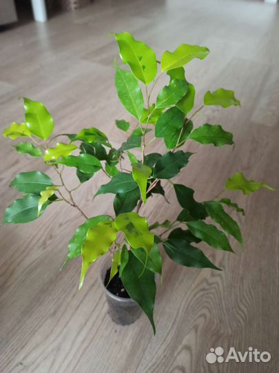 Фикус бенджамина Голден Моник
