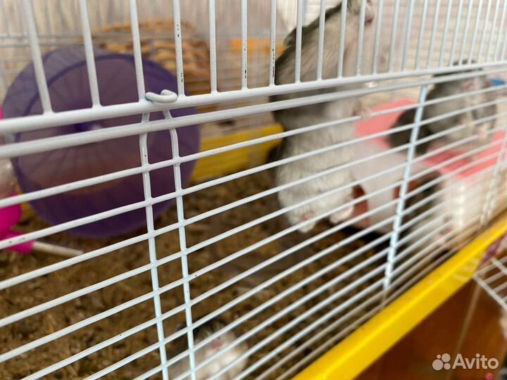 Джунгарские хомячки с клеткой