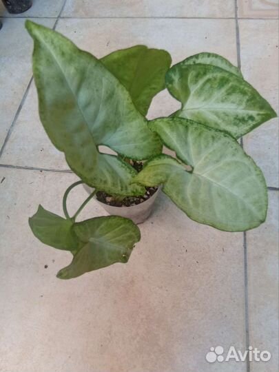 Сингониум (лиана)