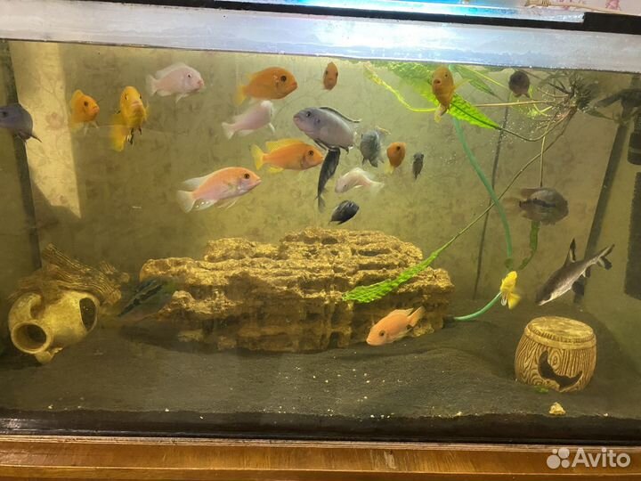 Рыбки цихлиды