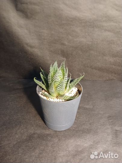 Хавортия полосатая