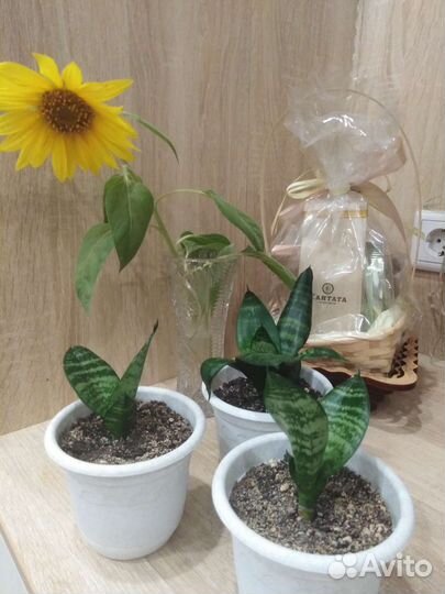 Сансевиерия домашняя (1,2,3 шт.)