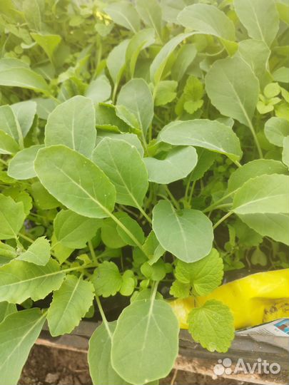 Капуста, огурцы, базилик