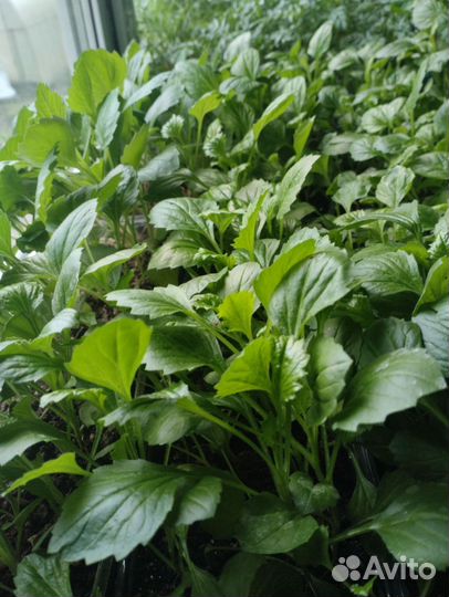 Рассада капусты