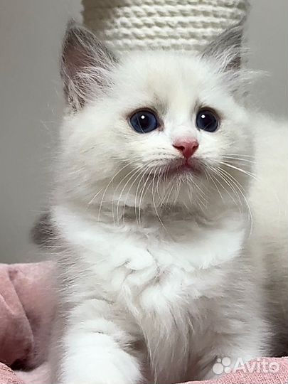 Котята рэгдолл