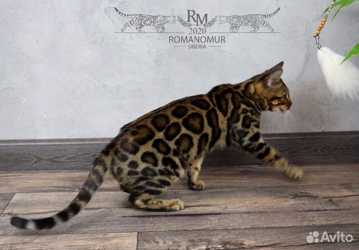 Бенгальская кошечка