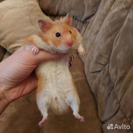 Сирийские хомяки от заводчика