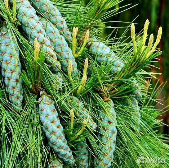 Сосна Шверина Вит хорс