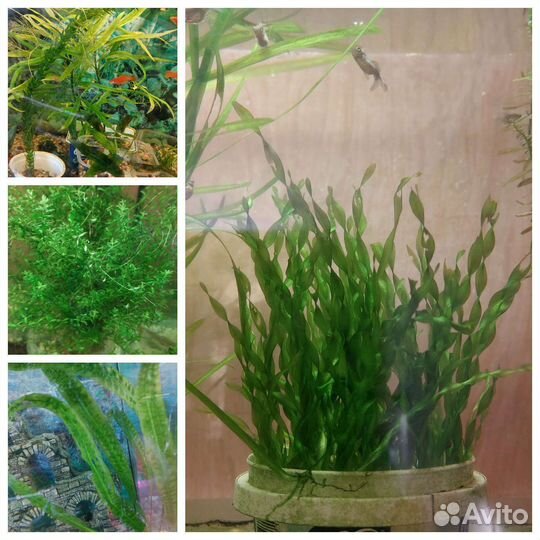 Анцитрусы барбусы данио золотые и растения