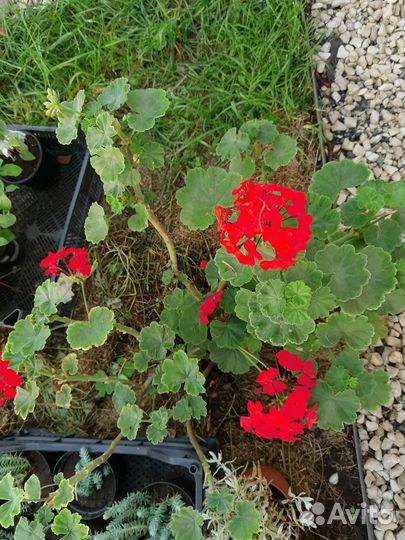 Герань пеларгония разной расцветки