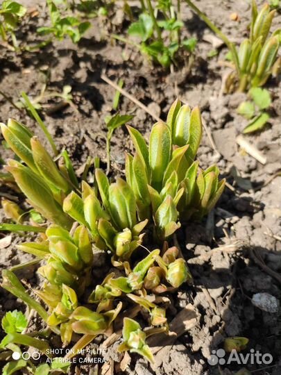 Ваточник широколистный