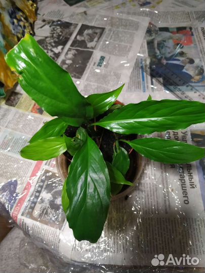 Спатифиллум