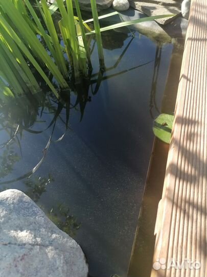 Рыбки прудовые каметы, кои