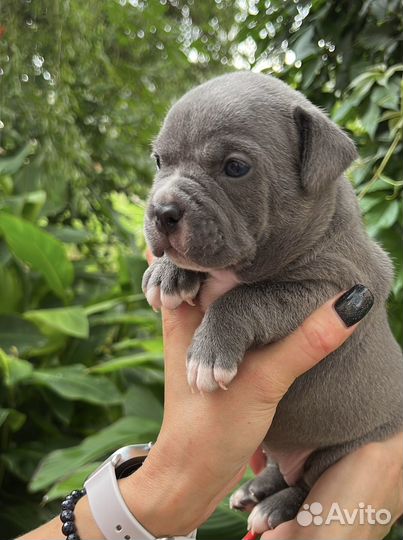 Американский булли щенки